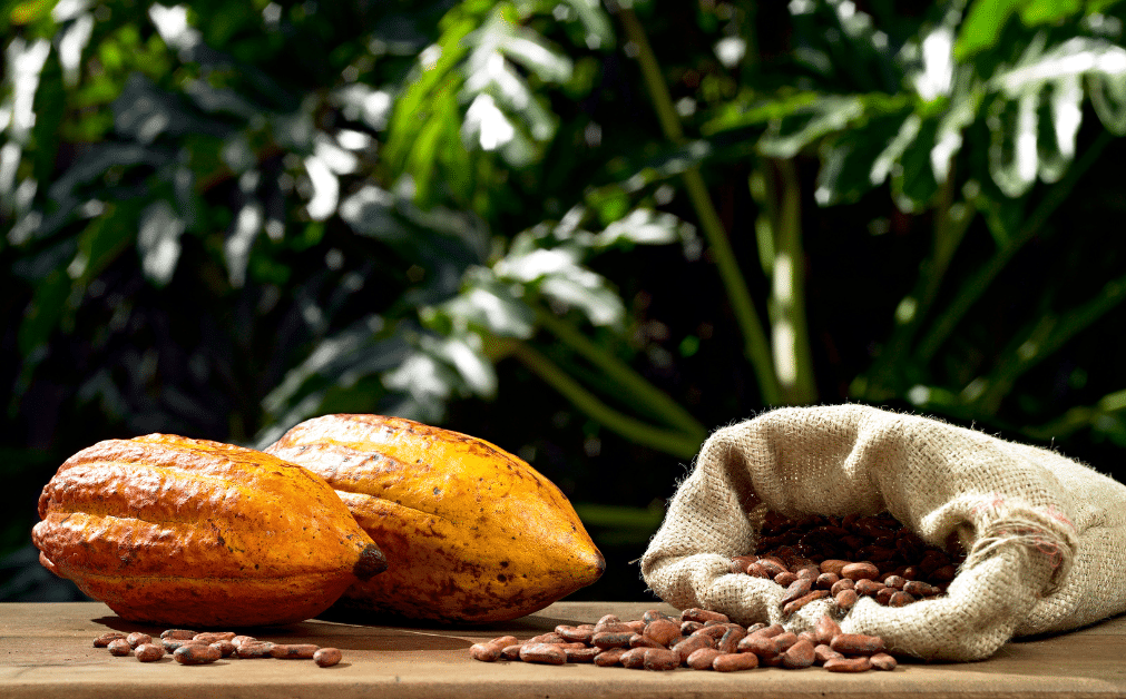 The History of Vegan Chocolates: Tracing the Journey of Vegan Chocolates from Their Inception to the Present Day